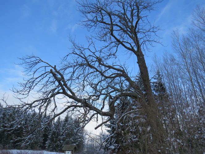 Paparčių kaštonas