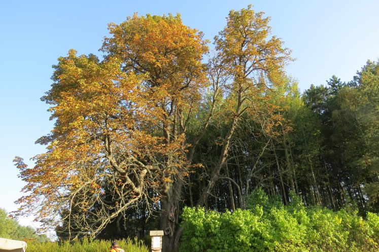 Paparčių kaštonas