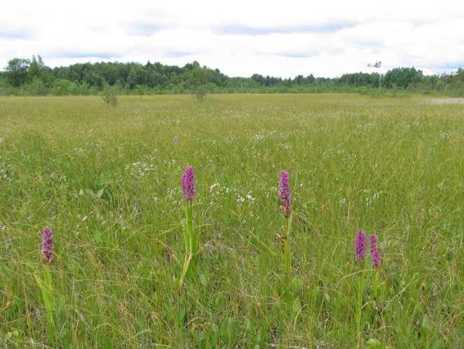 pelkių augalai