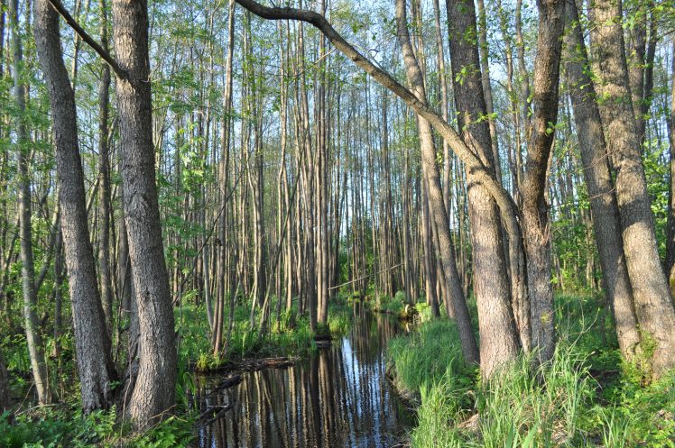 nuotraukoje juodalsniai
