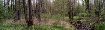 Aliuvinių miškų fragmento nuotrauka