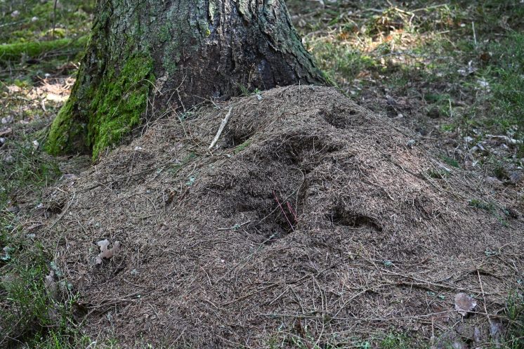 Skruzdėlynas