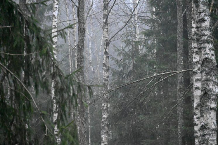 Ūkanotas miškas, medžiai
