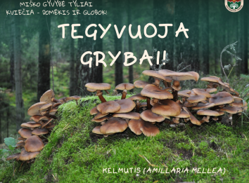 grybai miške