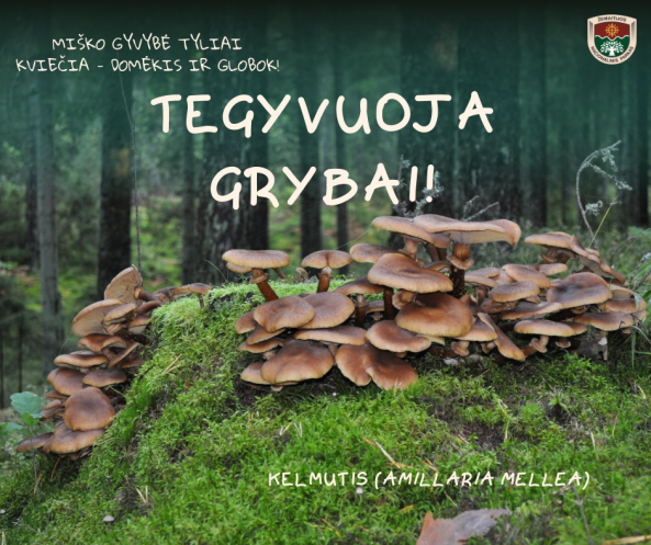 grybai miške