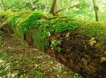 negyva mediena