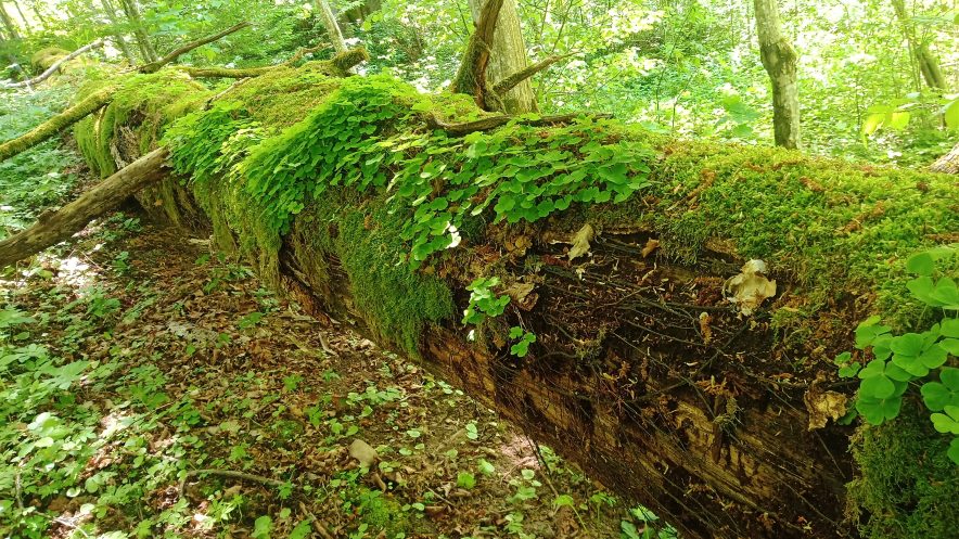 negyva mediena