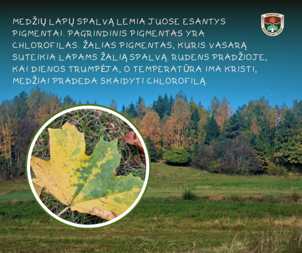 koliažas