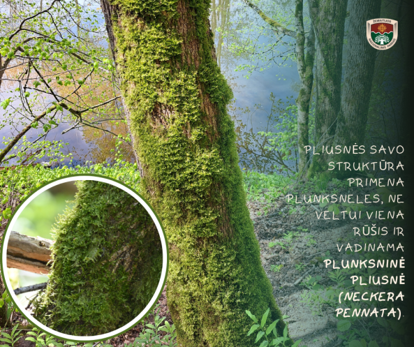 koliažas