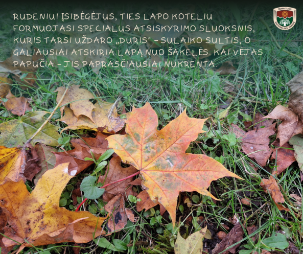 koliažas