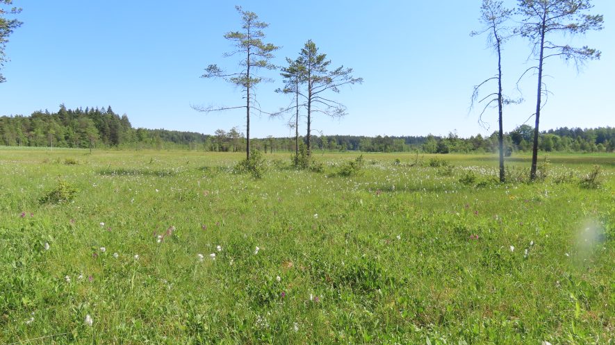 pavieniai medžiai, pelkė, gamtinė buveinė