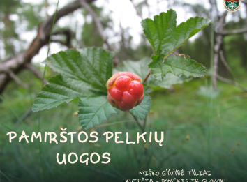 uoga, lapai, tekšė