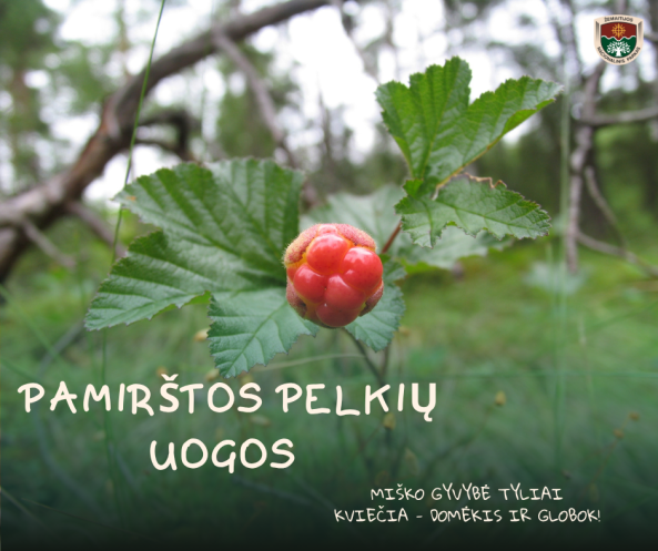 uoga, lapai, tekšė