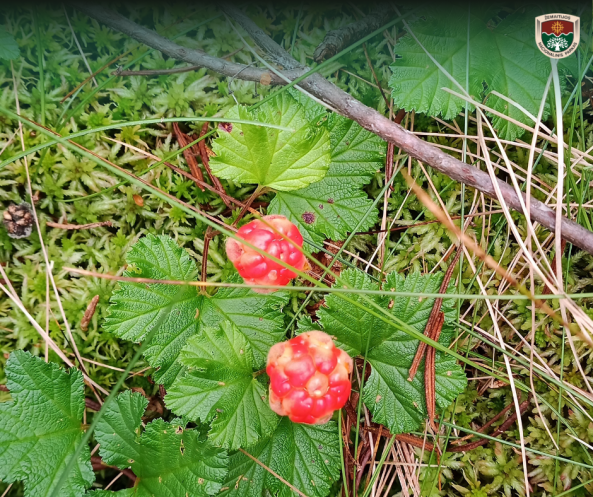 uogos, žali lapai, žalias gamtinis fonas