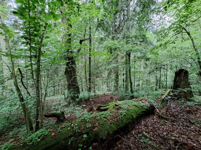 miškas, medžiai, medis virtuolis, pūvantis