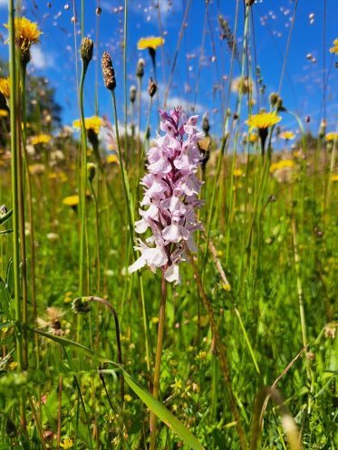 orchidėja, gegūnė, žydintys augalai, pieva, stambus planas