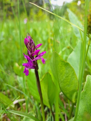 stambus planas, orchidėja siaulapė gegūnė